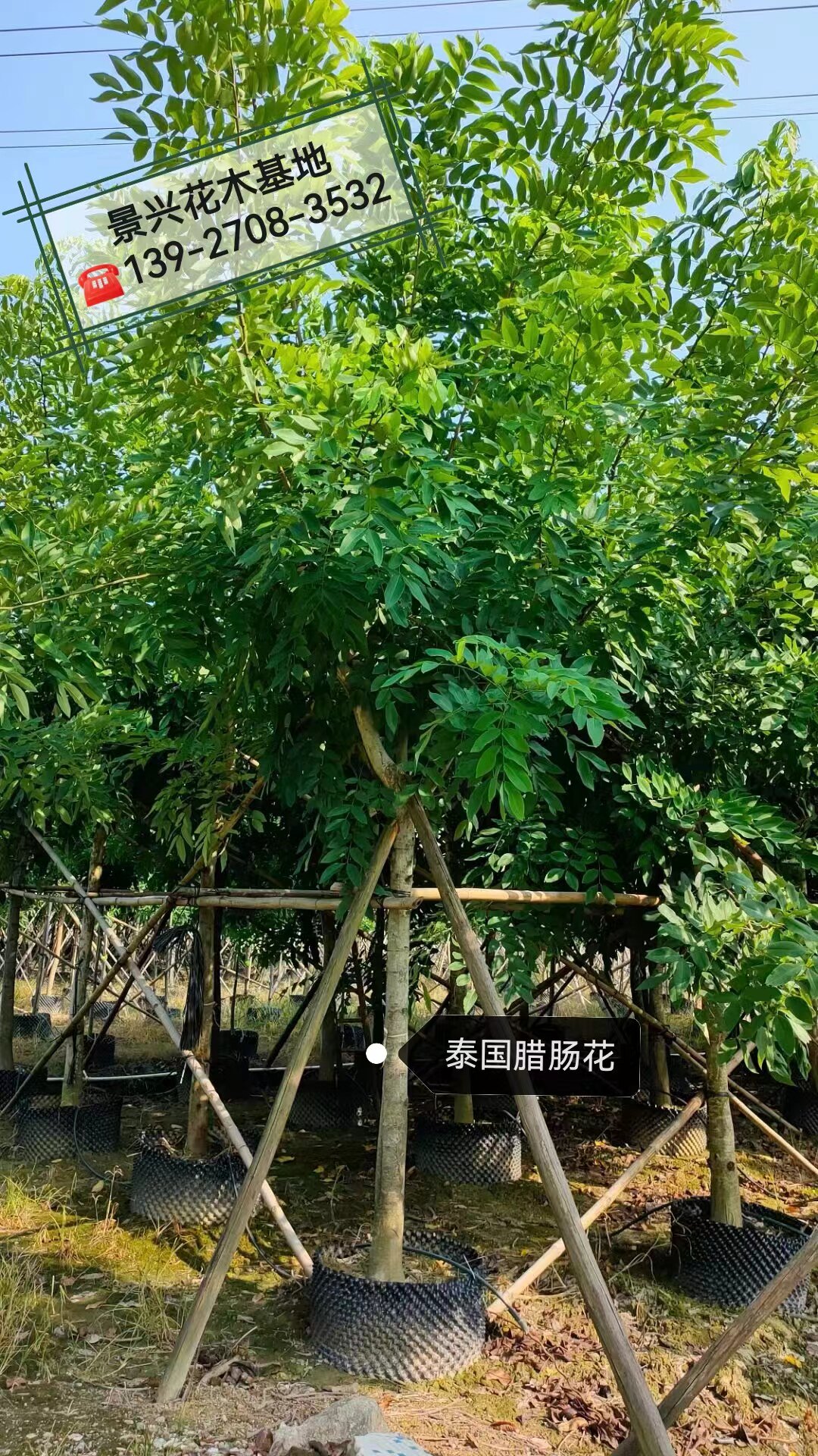 黄花腊肠树苗南北方种植物阿勃勒黄金雨绿化庭院风景树金链花树苗
