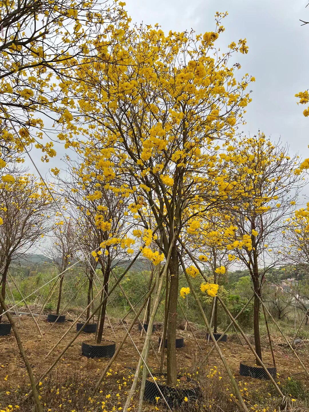 黄花风铃木树苗大树紫花盆栽别墅庭院行道四季名贵风景树绿化植物
