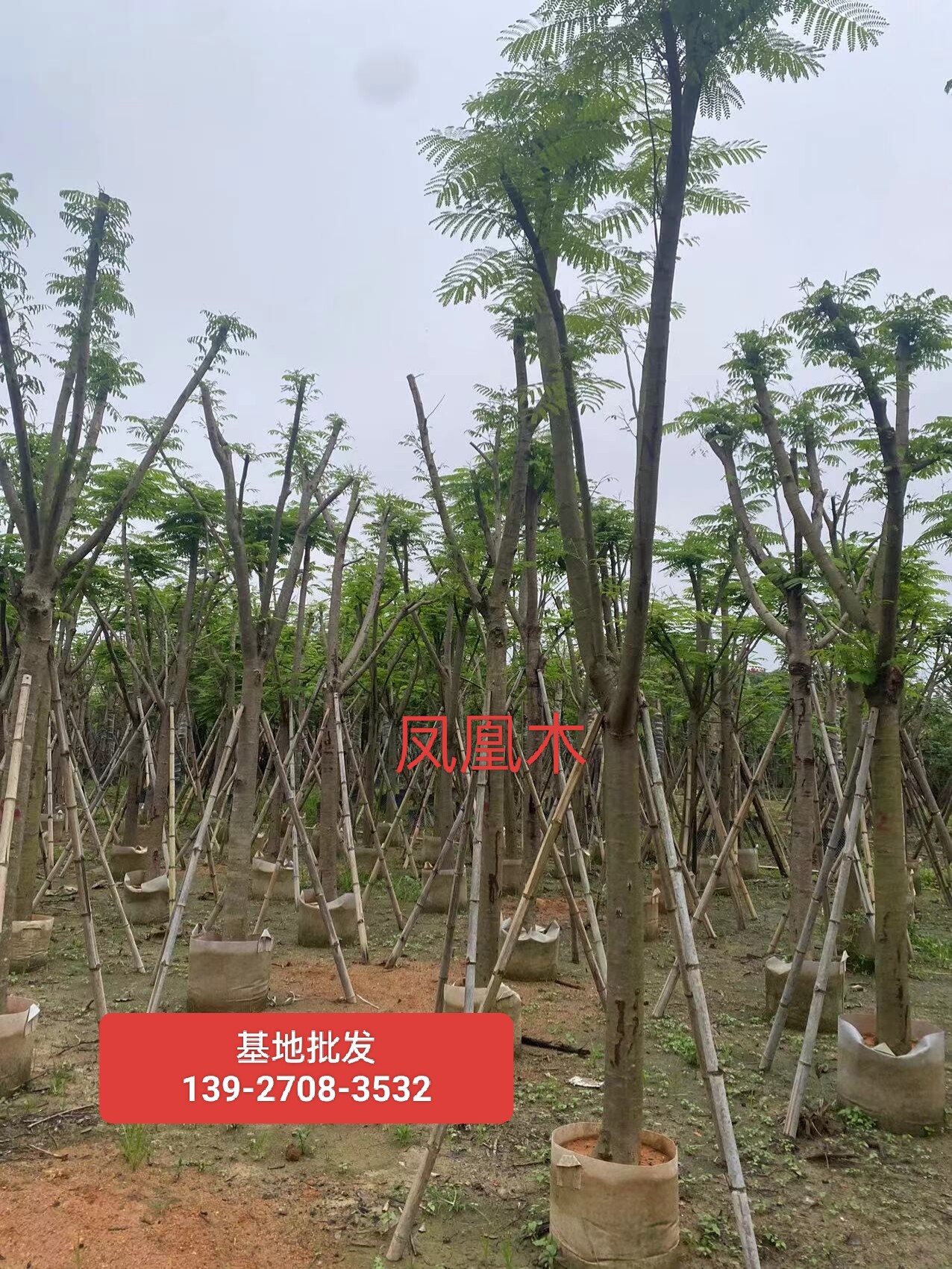 凤凰木树苗基地批发12公分凤凰树广东红花楹树绿化苗木基地