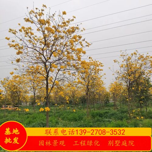 正宗黄花风铃木树苗别墅庭院绿化风景树巴西风铃木净化空气乔木