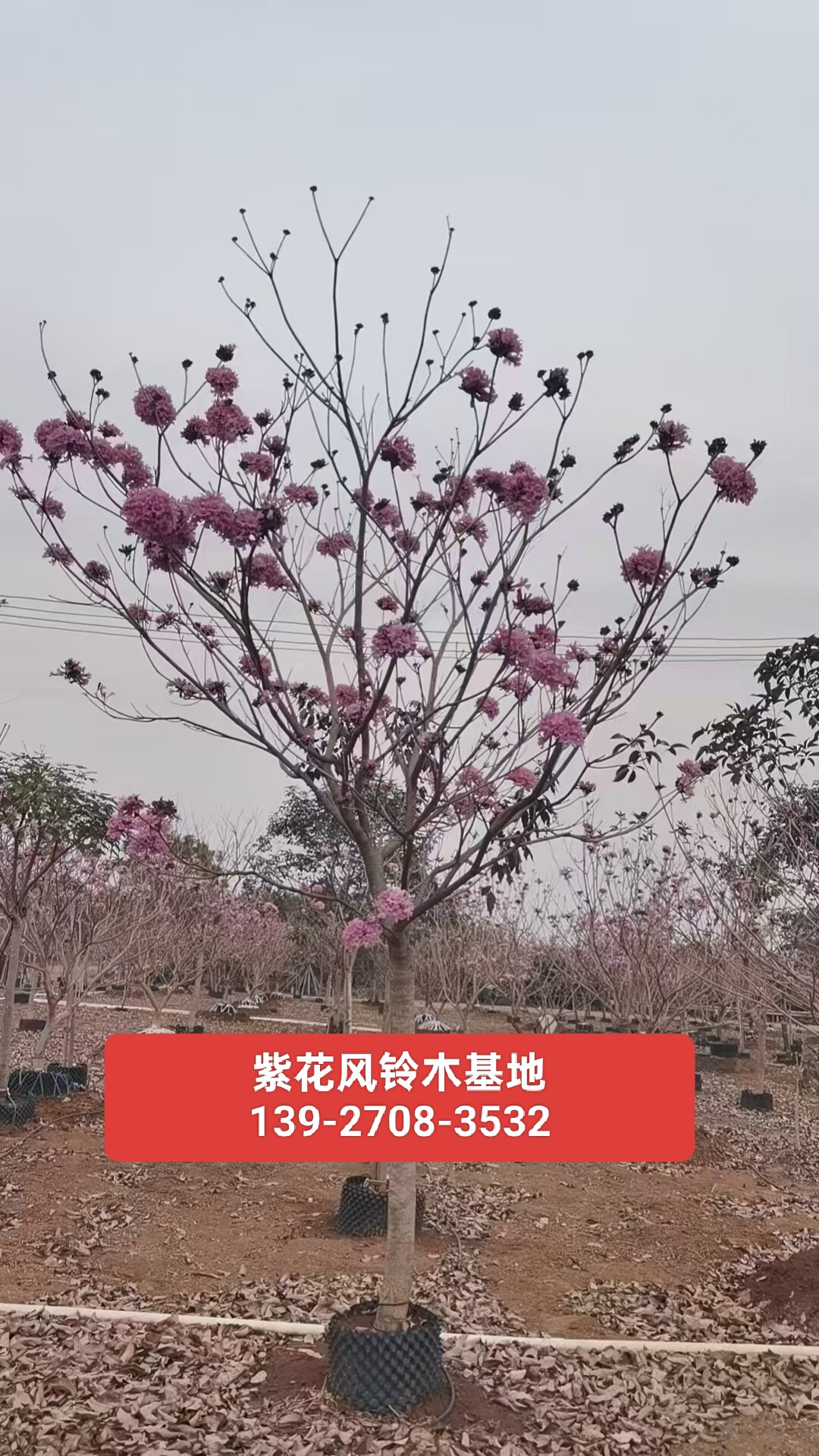 紫花风铃木树胸径8-12公分绿化苗木基地大绣球紫花风铃