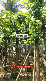 高山榕树苗马榕苗大青榕大叶榕树苗须庭院小区道路工程绿化苗木