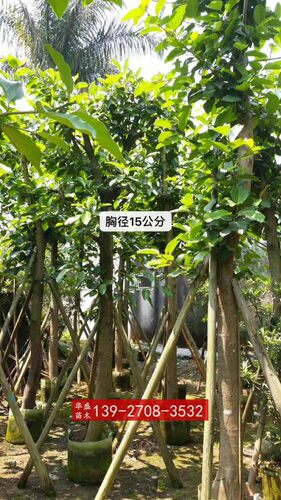 马榕大青庭院小区工程绿化树苗