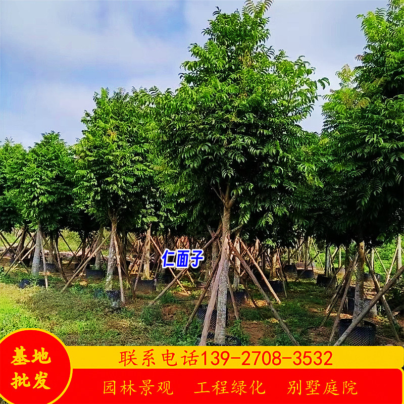 人面子树假值苗基地胸径15-30公分仁面子行道树乔木公园绿化苗木