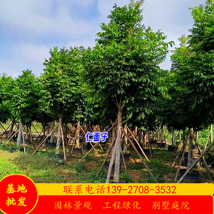 人面子树假值苗基地胸径15-30公分仁面子行道树乔木公园绿化苗木