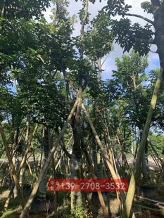 重阳木树苗25公分 广东秋枫绿化树苗 秋枫树 A货秋枫树