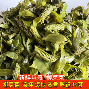 食用柳芽非新鲜含水柳树芽菜柳构儿菜山野菜凉拌柳芽袋装包邮