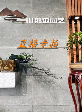 金弹子练手桩盆栽兰花灌木绿植