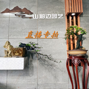 金弹子练手桩老桩树桩盆栽黑塔子瓶兰花灌木绿植精品盆景推荐优质