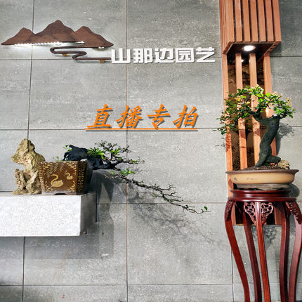 金弹子练手桩老桩树桩盆栽黑塔子瓶兰花灌木绿植精品盆景推荐优质