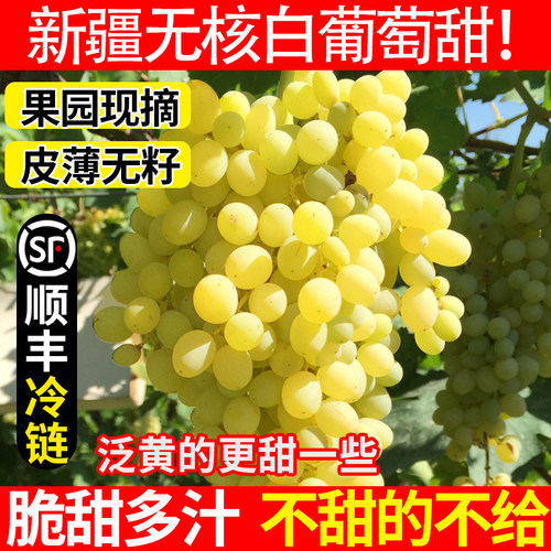 新疆葡萄新鲜吐鲁番无核白当季孕妇水果无籽马奶葡萄顺丰包邮