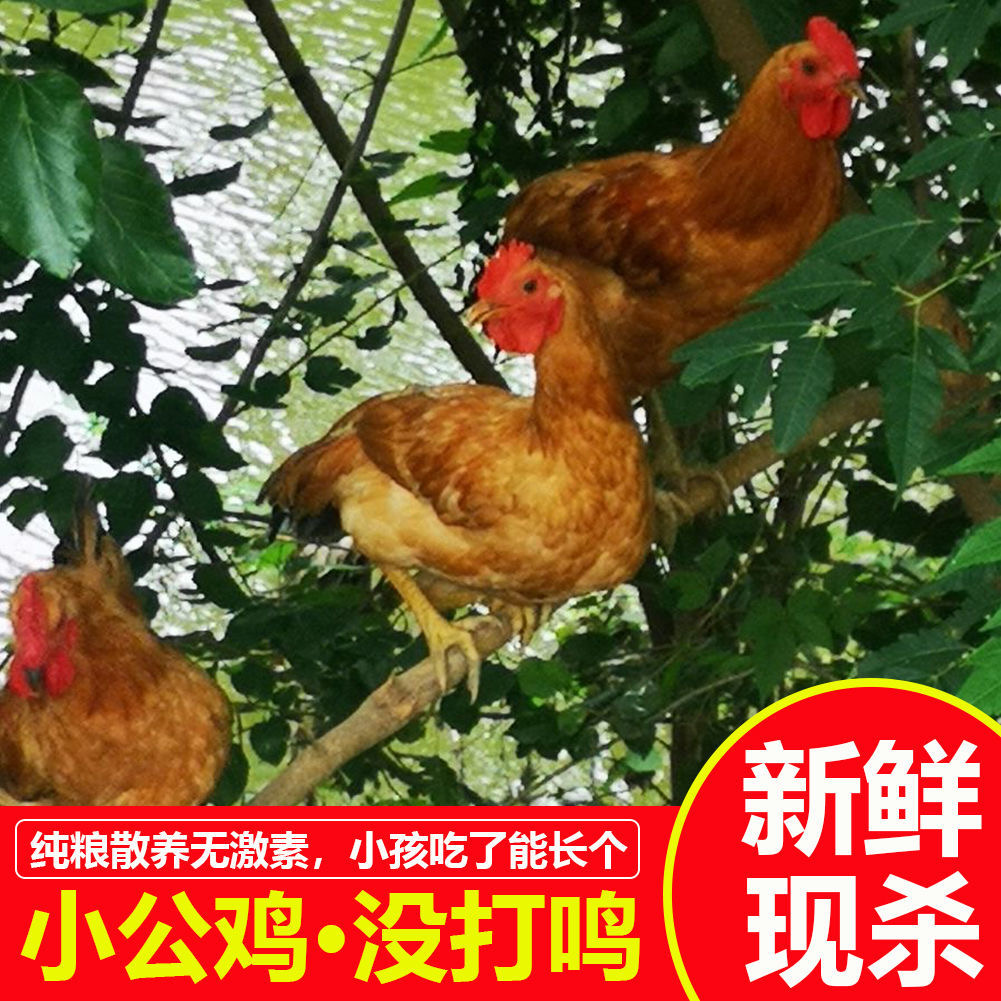 2只正宗散养童子鸡现杀土公鸡