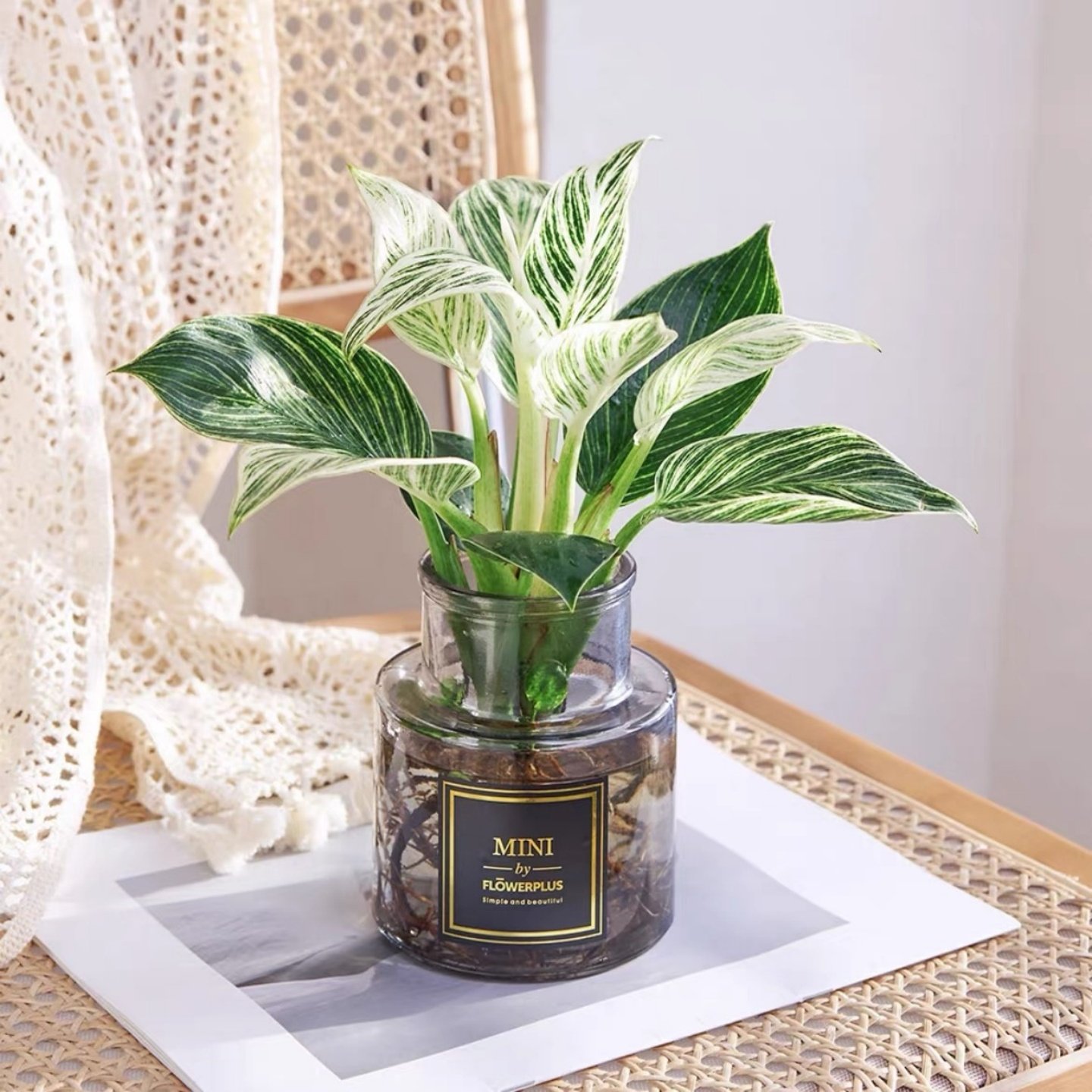 铂金钻水培植物室内桌面绿植蔓绿绒水养绿萝盆栽净化空气大叶金钻,鲜花速递/花卉仿真/绿植园艺,绿植,淘宝优惠券,粉丝福利购,淘宝优惠卷