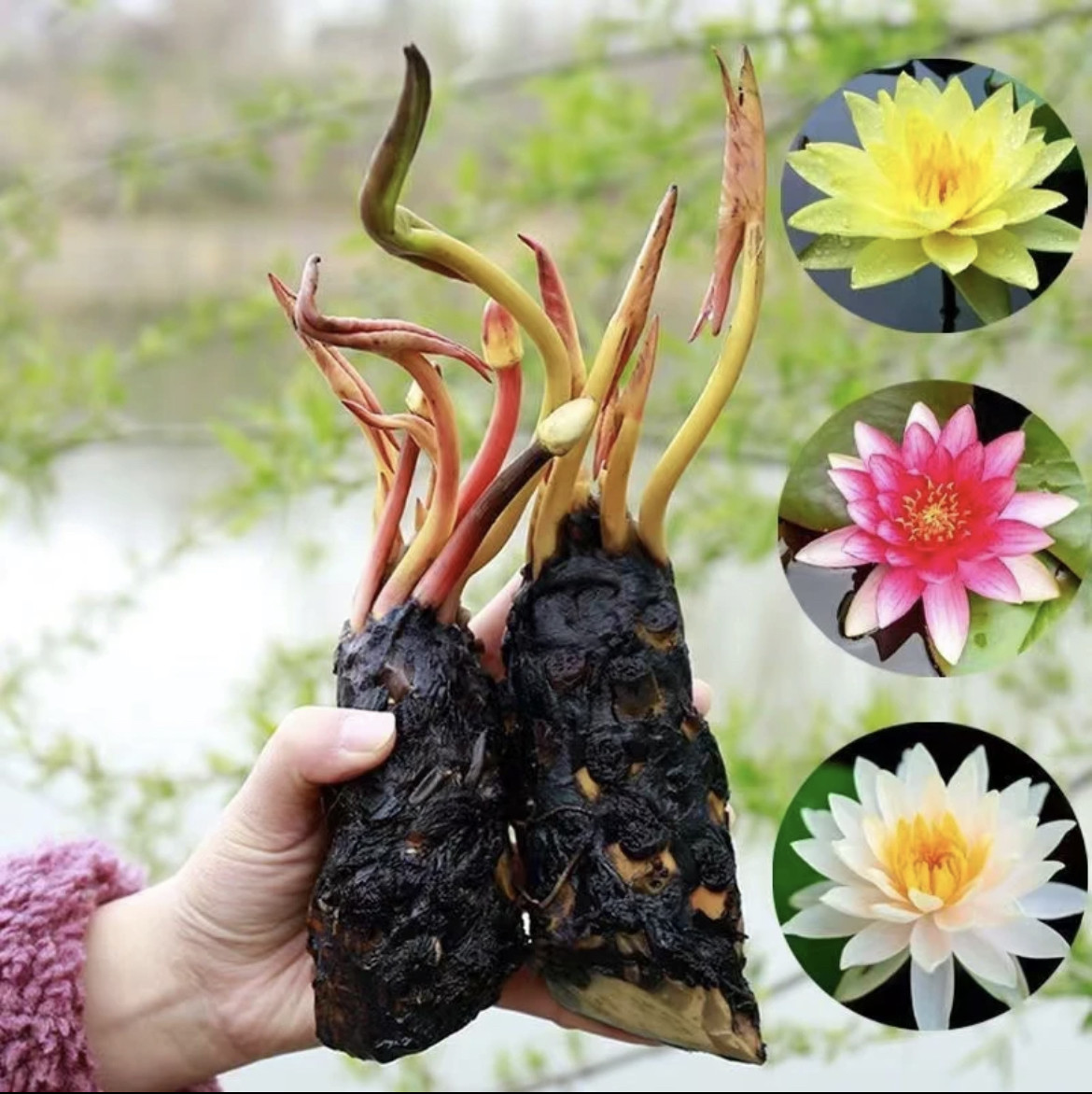 睡莲水培植物四季好养开花