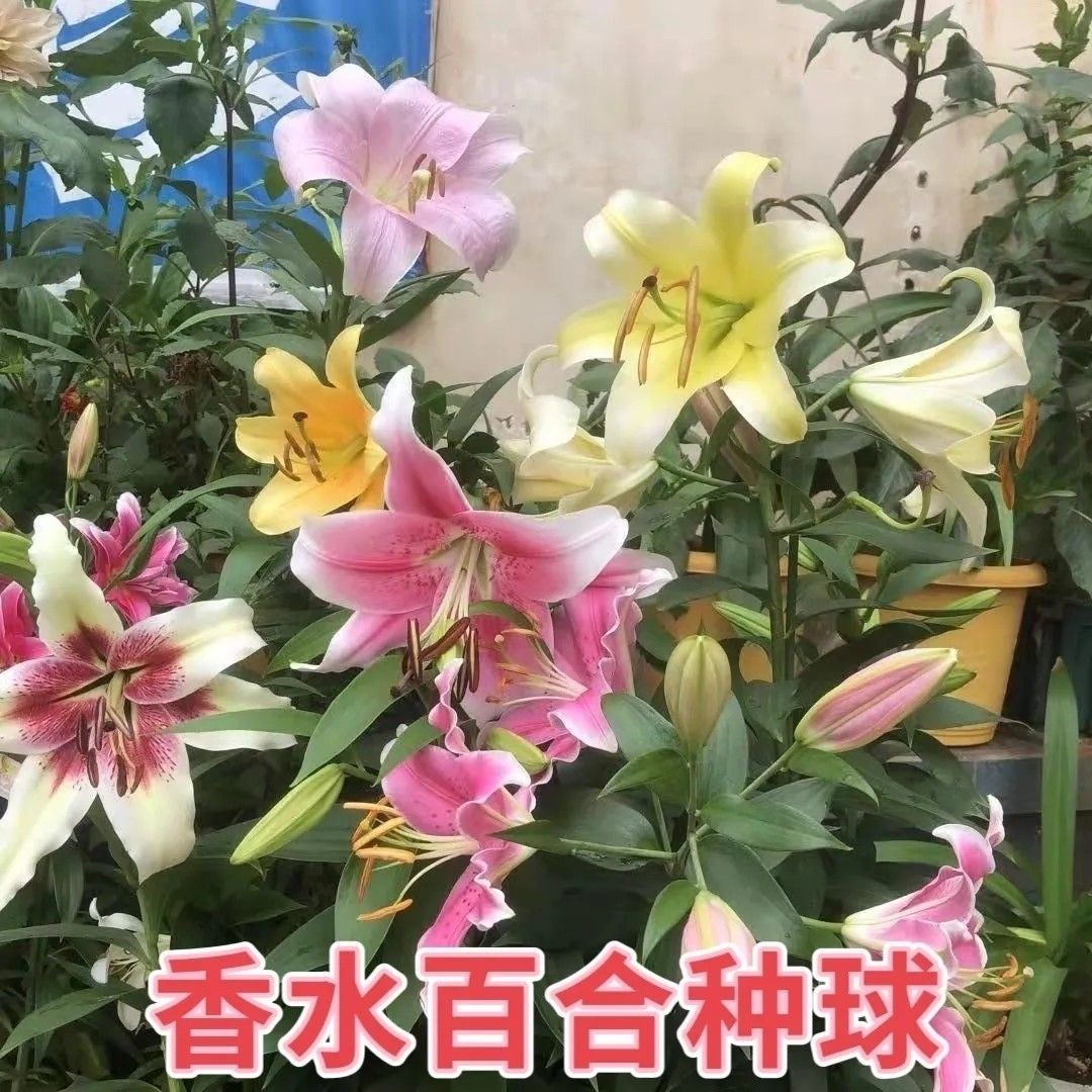 百合四季香水百合好养浓香种球