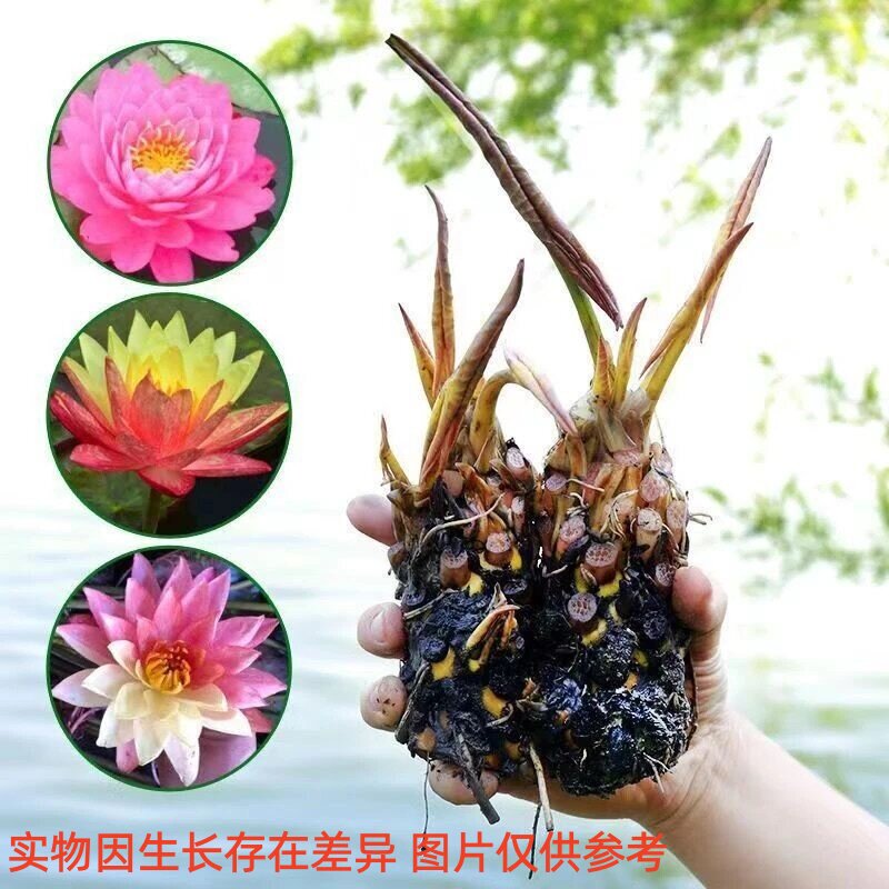 水培植物睡莲盆栽荷花莲花