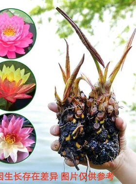 水培植物睡莲盆栽荷花莲花