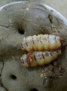 白蚁活体Macrotermes barneyi黄翅大白蚁带王后10cm菌蒲 白蚁活体