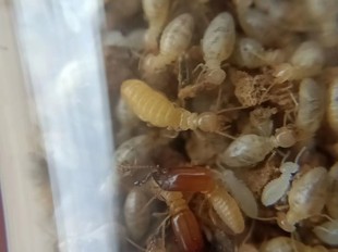 扭白蚁 带王后百工 白蚁活物 活体 白蚁宠物 家白蚁 乳白蚁 白蚁