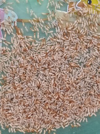 白蚁活体  药用白蚁 纯工蚁无王后 300只  台湾乳白蚁蚂蚁家白蚁