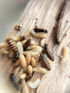 堆砂白蚁 堆沙白蚁 药用白蚁 宠物白蚁 白蚁活物 白蚁活体