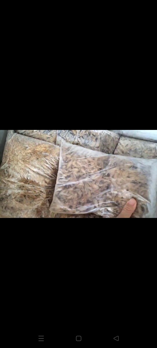 大水蚁 白蚁活物 白蚁婚飞蚁 药用白蚁 大水蚁饵料 白蚁活体急冻