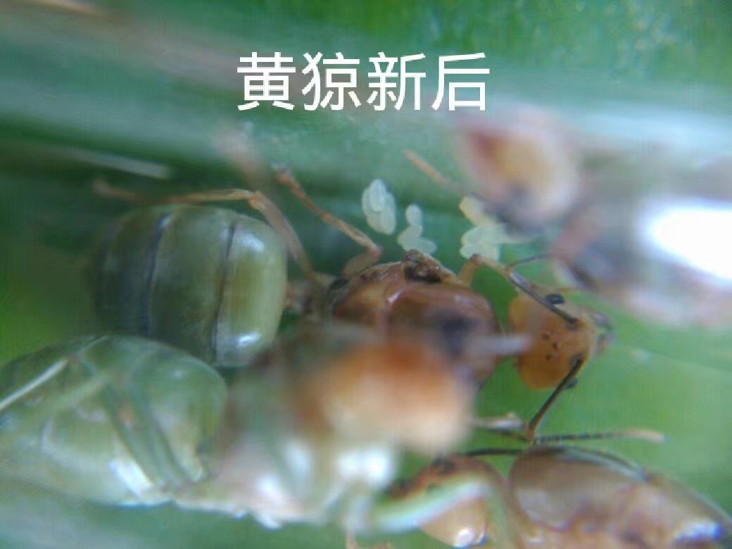 黄猄蚁新后 包真后 织叶蚁 蚂蚁宠物 巨型蚂蚁 蚂蚁