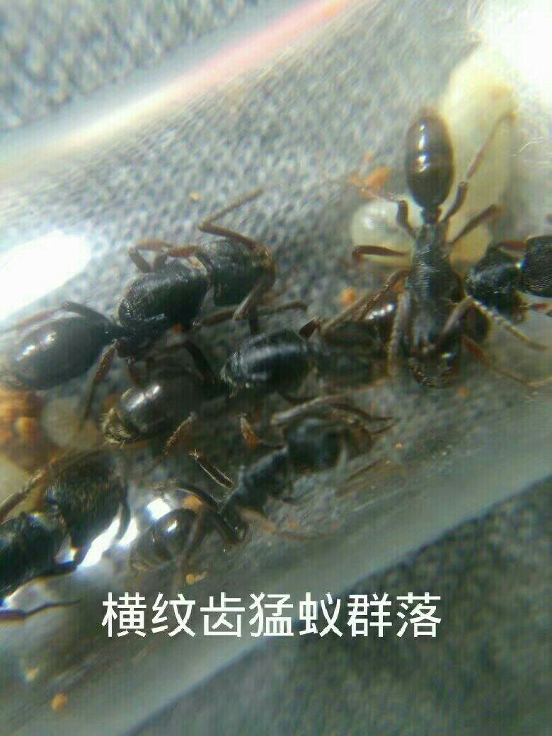 横纹齿猛蚁Odononera transversa 宠物蚂蚁 蚂蚁活体