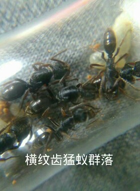 横纹齿猛蚁Odononera transversa 宠物蚂蚁 蚂蚁活体