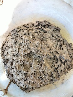 家白蚁 台湾乳白蚁 活体白蚁 宠物 白蚁活物 黑翅土白蚁 黄翅白蚁