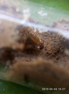 扭白蚁新王后 白蚁活体 白蚁 宠物 药用白蚁 蚂蚁宠物