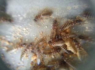 扭白蚁新王后 白蚁活体 白蚁活物 宠物 蚂蚁 药用白蚁 实验物品