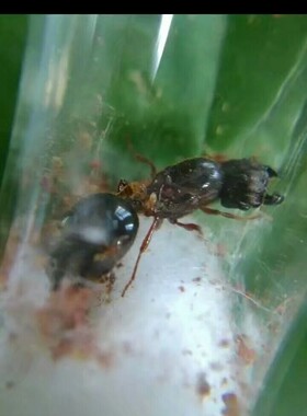 近缘/全异巨首蚁Carebara affinis盲切叶蚁 蚂蚁活体3毫升每千工