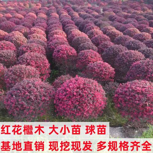 红花继木苗庭院绿植红花继木球耐寒好养活四季常绿园林绿化工程苗