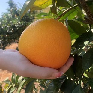 百丈泉江西赣南脐橙赣州脐橙园直发脐橙基地不打腊鲜果直发活动价