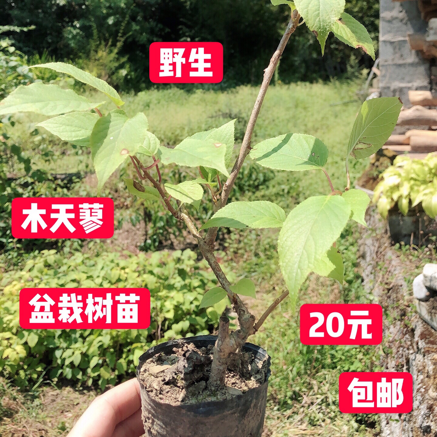 鲜木天蓼盆栽木天蓼棒种植树苗