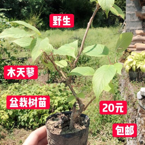 鲜木天蓼盆栽木天蓼棒种植树苗