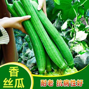 长香丝瓜种子高产早熟丝瓜种籽春秋四季田园庭院蔬菜种孑长丝瓜种