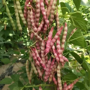 东北嘎嘎面家雀蛋豆角籽油豆角种子架油豆鼓豆架豆面糊春季包邮