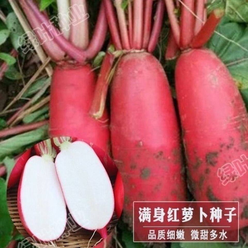 满身红水果萝卜种子甜脆抗病耐热红皮白肉萝卜种籽四季蔬菜种子