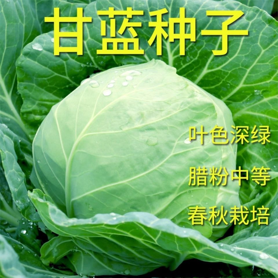 京丰一号甘蓝种子春秋冬播种阳台蔬菜种子四季种包菜种子