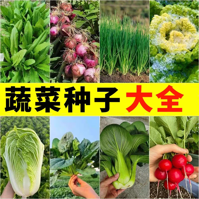 四季蔬菜种子大全室内外农家阳台庭院播种香菜生菜草莓辣椒菜种子