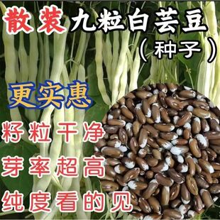 散装九粒白四季豆种子白不老芸豆种子老品种豆角种子架豆王种子籽