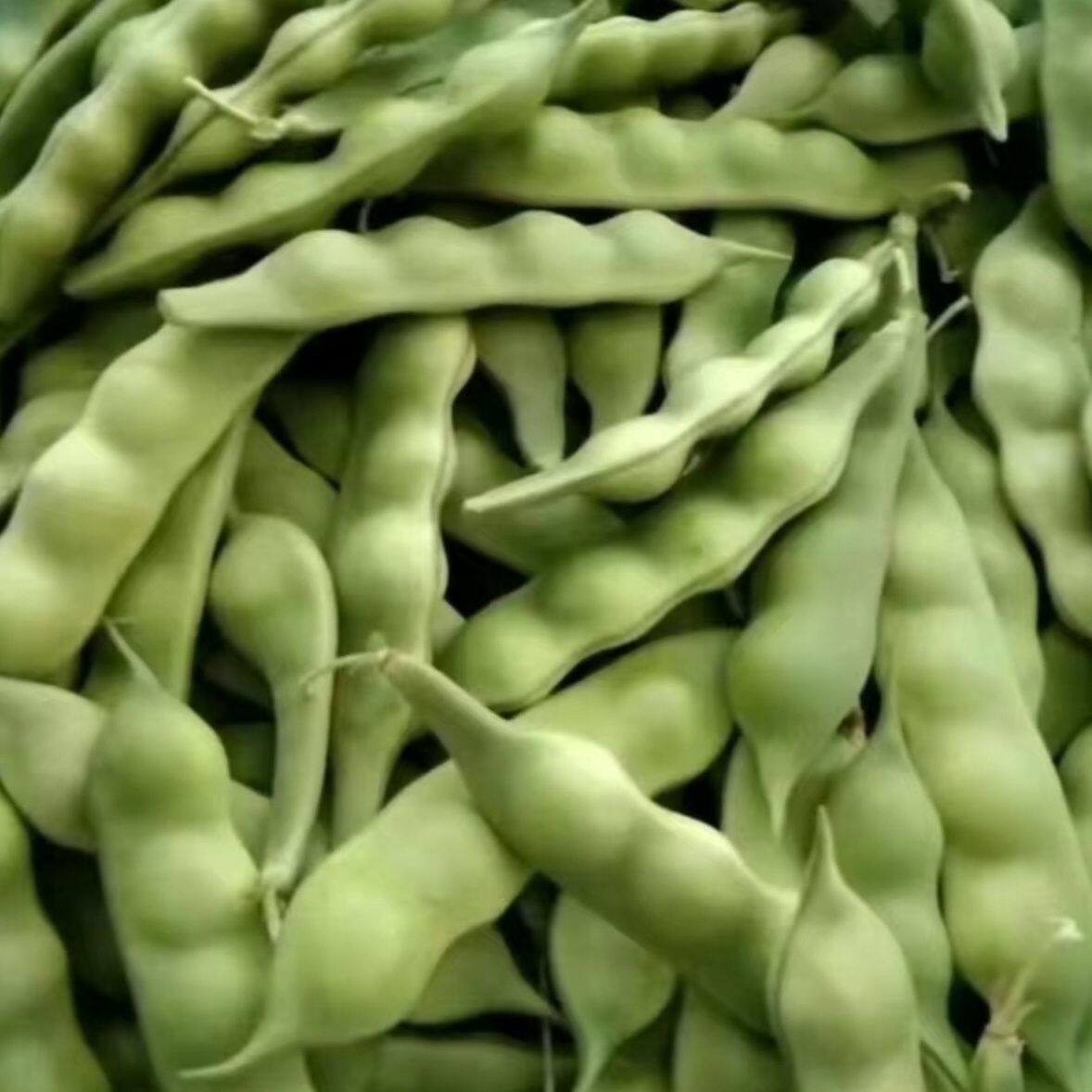 橄榄豆种子高产无筋压趴架油豆摘不败开锅烂豆角种子蔬菜豆种籽