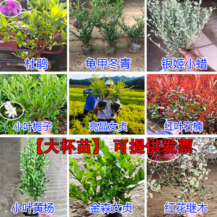 黄杨树苗毛杜鹃花小苗亮晶女贞龟甲冬青红叶石楠庭院绿篱四季常青