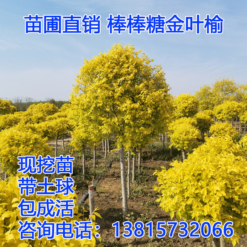 中华金叶榆球棒棒糖黄金榆钱树苗耐寒庭院绿化南北方植物景观球形