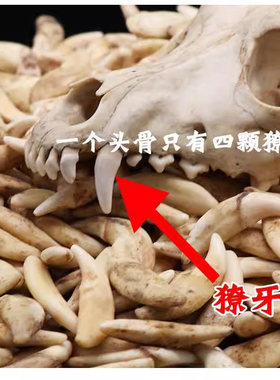 真黑狗狗牙藏獒儿童项链