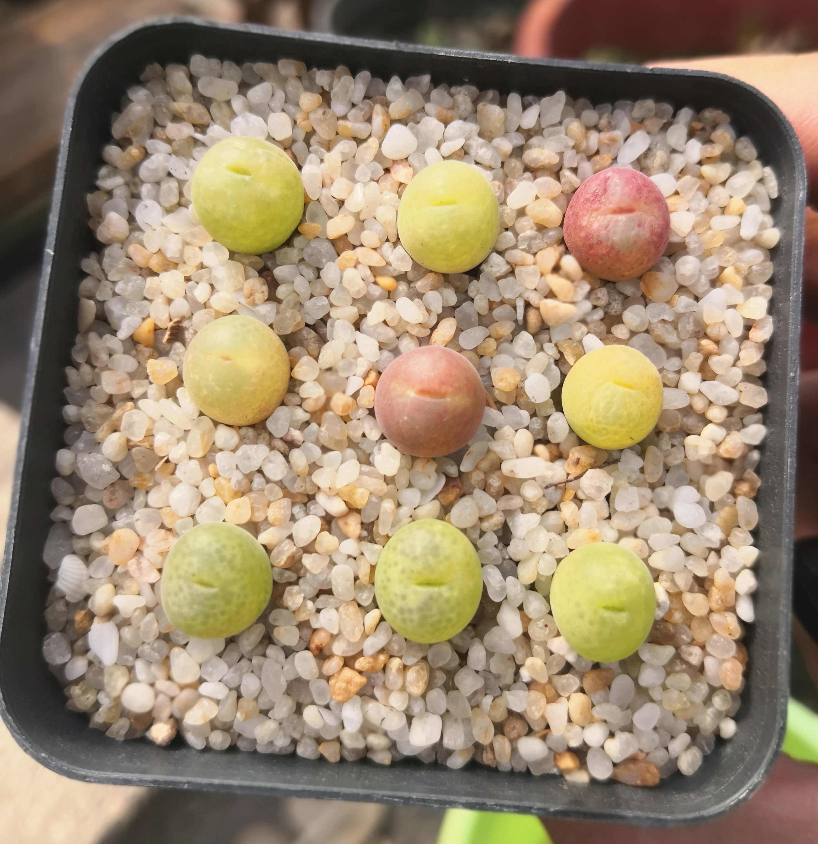 沧浪||翠光玉 翠星 2年生 肉锥 番杏 生石花 多肉植物