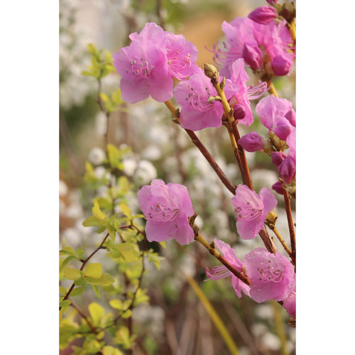 落叶杜鹃阴生花园嘉瑞春天