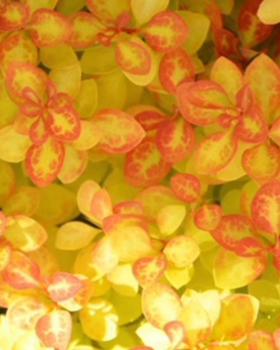 [嘉瑞] 耐寒灌木  进口日本小檗 橙子冰沙橙色日出红辣椒乐队